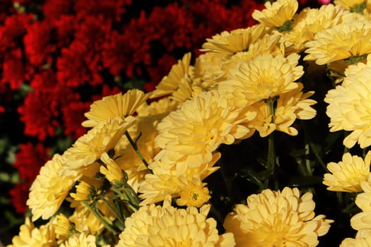 A yellow potted mum infront of red flowers.