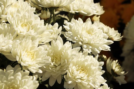 A bouquet of white garden mums in a mound.