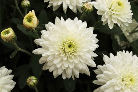 A background of white garden mums growing.