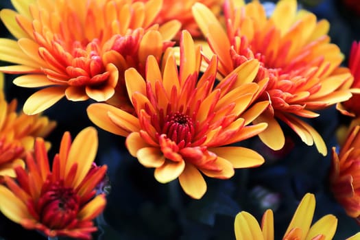 Closeup of yellow and orange garden mums with blue backgrounds.