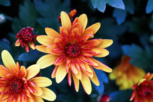 Closeup of yellow and orange garden mums with blue backgrounds.