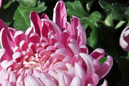 Macro of pink spider disbud garden mums.