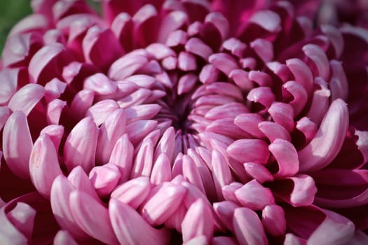 Macro of pink spider disbud garden mums.