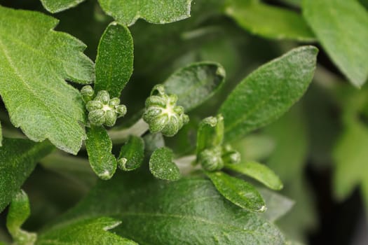 View of budding garden mums between leaves.