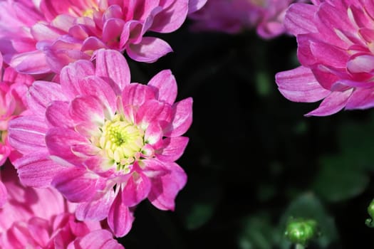 A backdrop of pink garden mums with yellow centers.