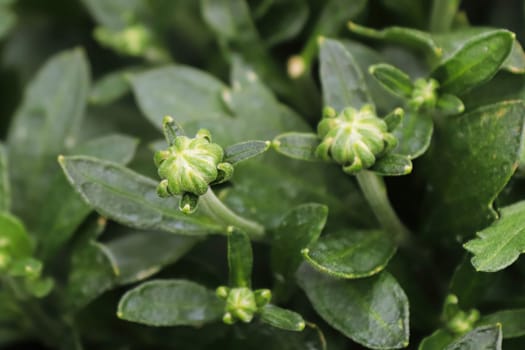 View of budding garden mums between leaves.