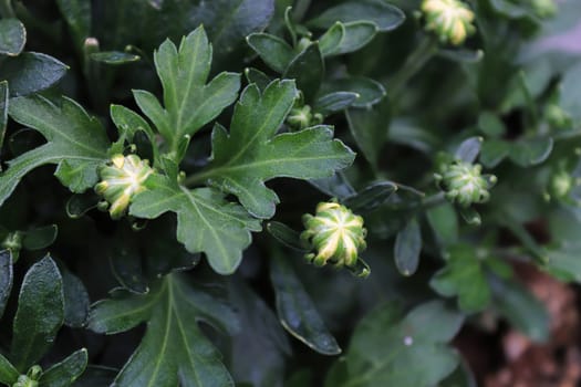 View of budding garden mums between leaves.