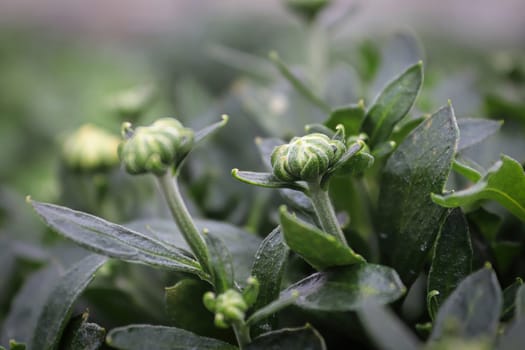 View of budding garden mums between leaves.