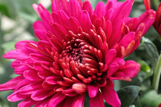 Closeup of various pink garden mums in flower.