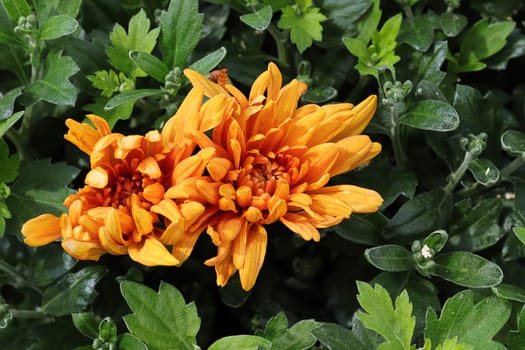 Closeup of two orange garden mums blooming in the fall.