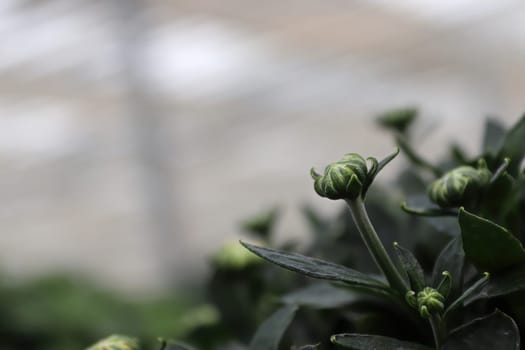 Side view of a garden mum bud against grey.