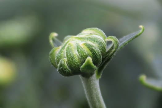 Macro of a garden mum bud against a green background.