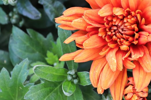 Macro of an orange garden mum inbetween leaves.
