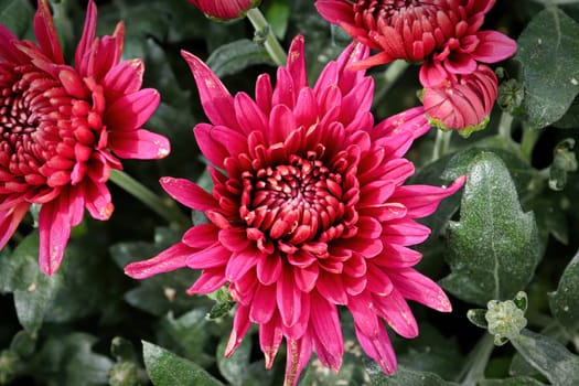 Closeup of various pink garden mums in flower.