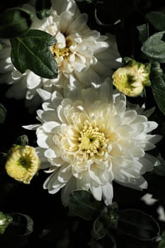 Vertical phot of various white garden mums.