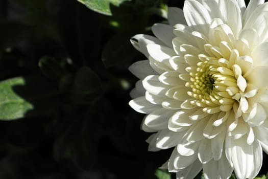 Macro of a side view of a white garden mum.