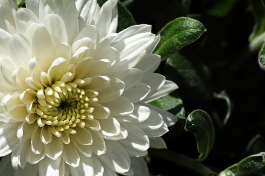 Macro of a side view of a white garden mum.