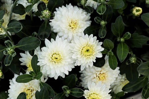 Closeup of various white garden mums in bloom.