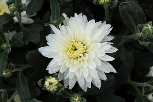 Closeup of various white garden mums in bloom.