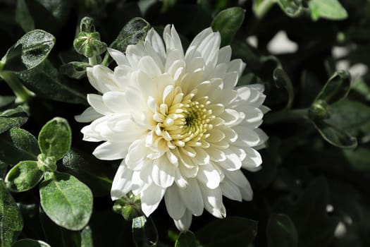 Macro side view of a white garden mum.