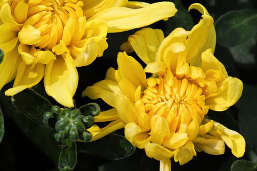 Background of yellow garden mums in bloom.