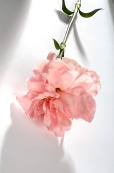 flower arrangements, clove