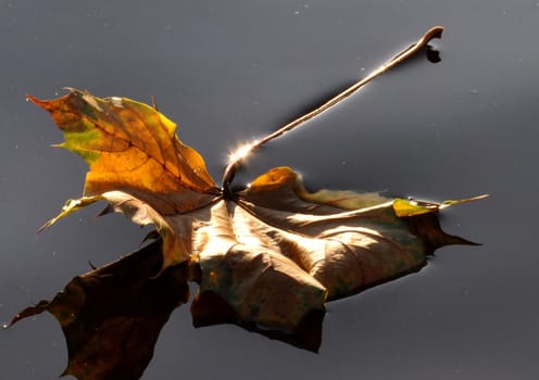 dry leaf floating on the lake