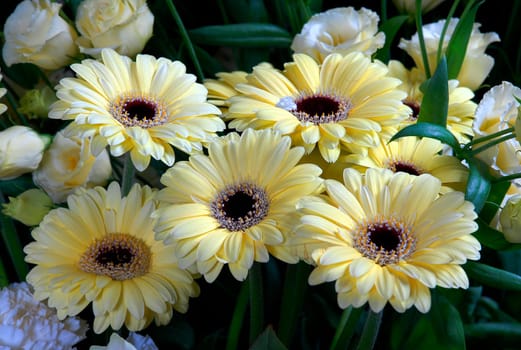 flower photos, compositions.
