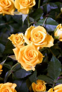 flower photos, compositions.