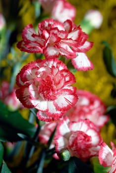flower photos, compositions.