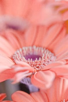 flower photos, compositions.
