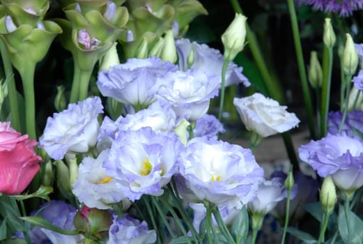 flower photos, compositions.