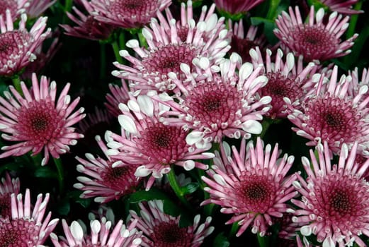 flower photos, compositions.