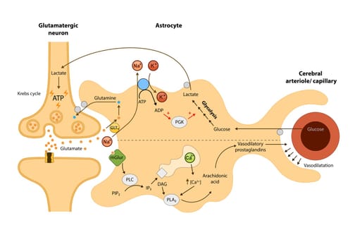 The cerebral circulation,Relationship of astrocytes to oxygen and energy metabolism, neuron, Blood brain, 2d graphic, illustration