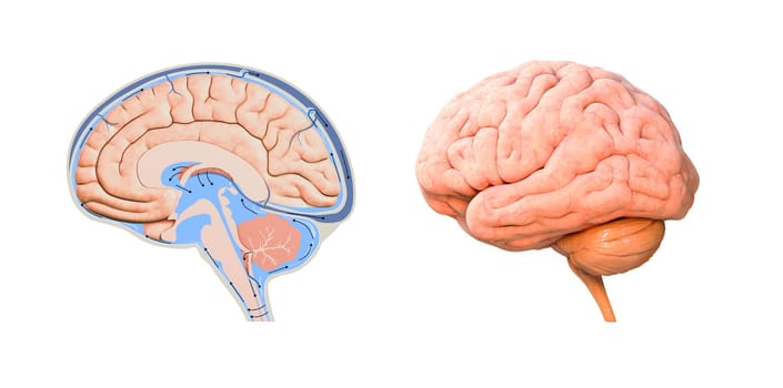 human brain cross section diagram. 3d render, illustration