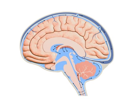 Diagram Illustrating Cerebrospinal Fluid CSF in the Brain Central Nervous System. Brain structure,2d graphic, illustration
