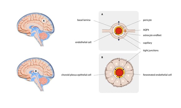 Diagram Illustrating Cerebrospinal Fluid CSF in the Brain Central Nervous System. Brain structure,2d graphic, illustration