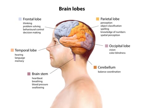 Human brain anatomy, function area, mind system, 3d render illustration
