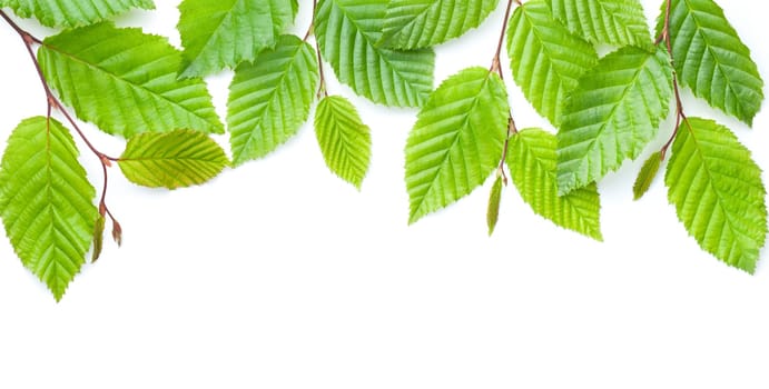 Green leaves isolated over white background. Hornbeam nature frame. View from above. Flat lay