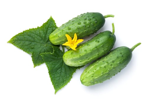Three whole cucumbers with leaves and flower isolated on white background. Top view