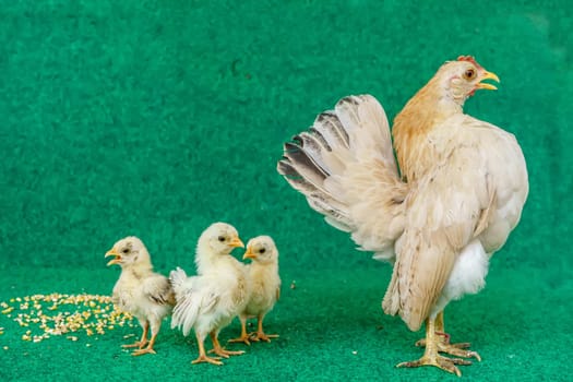 The hen and the yellow serama chicks on a artificial grass background.