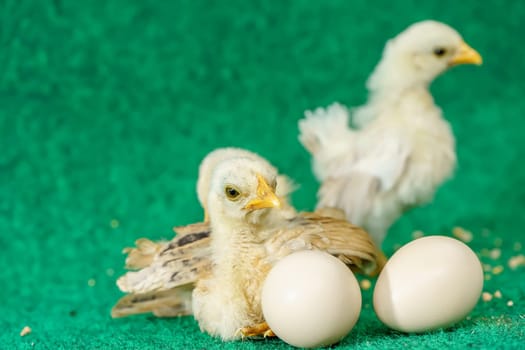 The yellow serama chicks and egg on a artificial grass background.