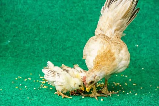 The hen and the yellow serama chicks on a artificial grass background.