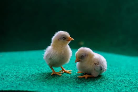 The yellow serama chicks on a artificial grass background.