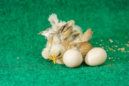 The yellow serama chicks and egg on a artificial grass background.