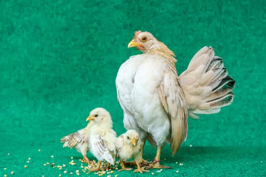The hen and the yellow serama chicks on a artificial grass background.