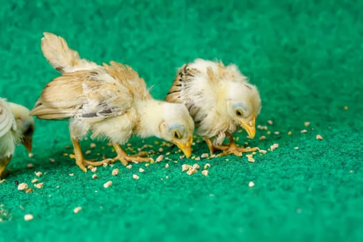 The yellow serama chicks on a artificial grass background.