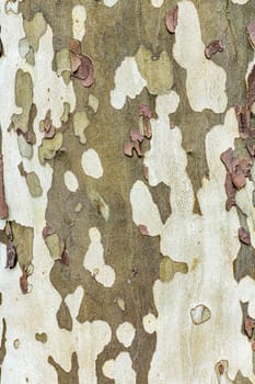 pattern of plane tree bark as harmonic camouflage background