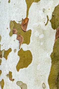 pattern of plane tree bark as harmonic camouflage background