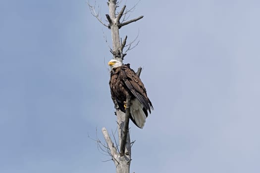 Bald Eagle on a Gnarled Pine on Little Saganaga Lake in the Boundary Waters in Minnesota